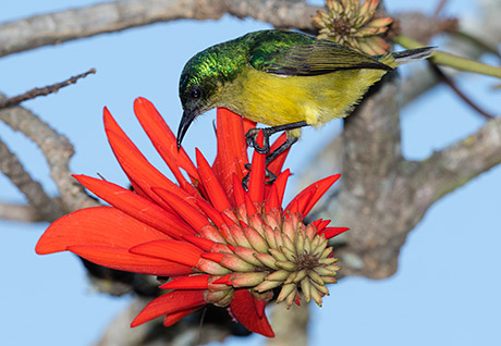 Collared Sunbird